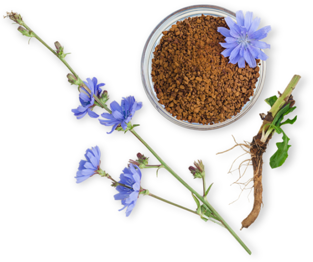 Ground chicory coffee and flowers